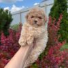 Rosie
