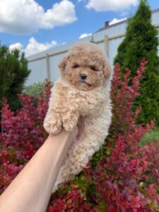 Rosie