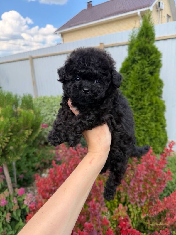 Oliver