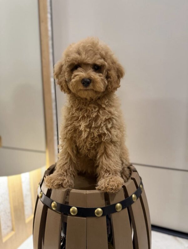 Winston