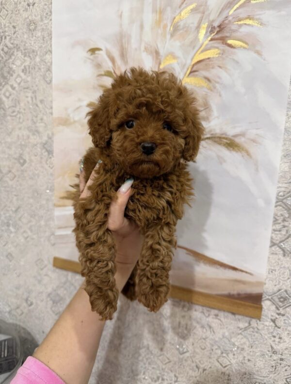 Bentley