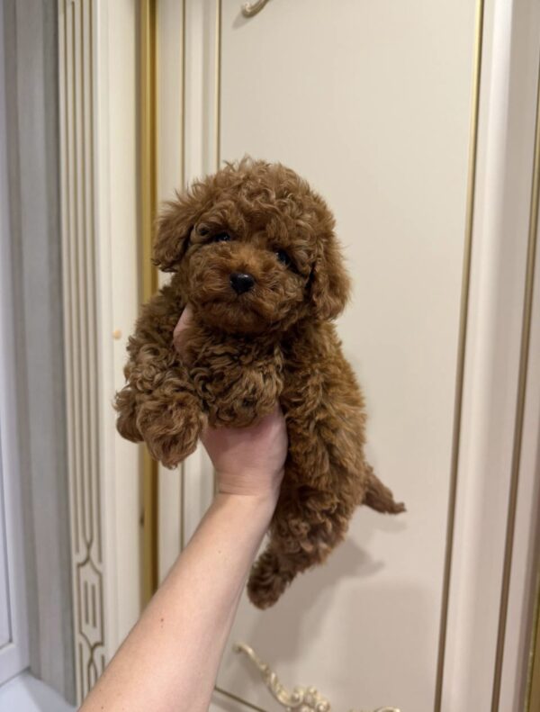 Bentley