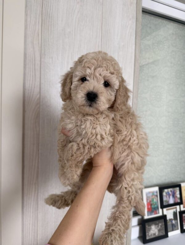 Daisy