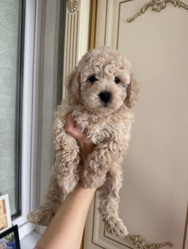 Daisy