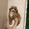 Teddy