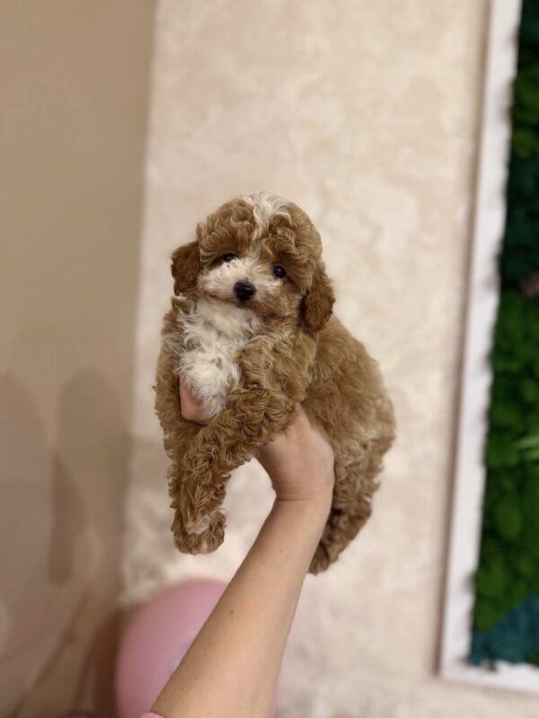 Teddy