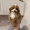 Teddy
