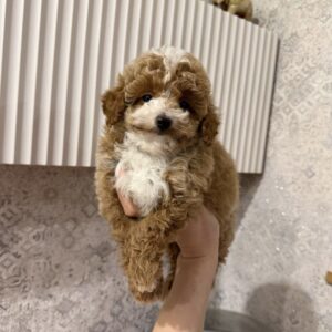 Teddy