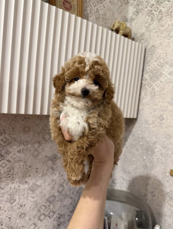 Teddy