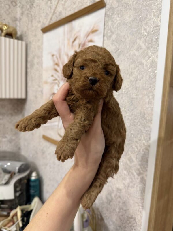 Cooper