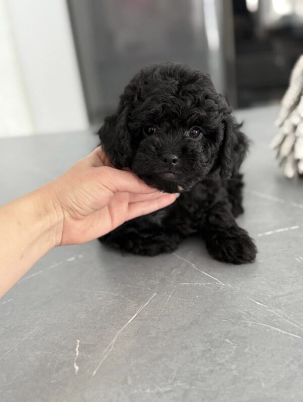 Mia